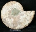 Cut Ammonite Fossil (Half) - Agatized #17846-1